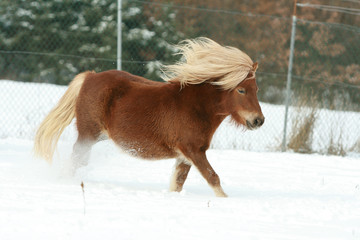 Gorgeous shetland pony with long mane in winter