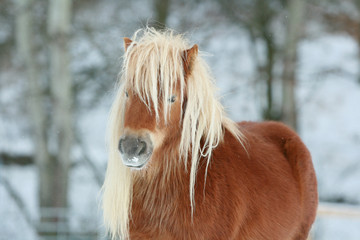 Beautiful chestnut pony with long mane in winter