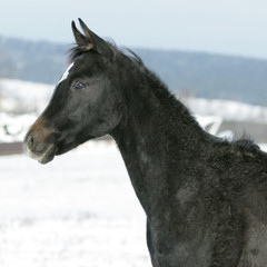 Amazing young black arabian horse in winter