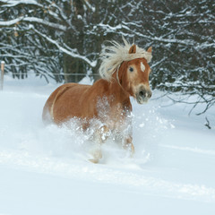Beautiful haflinger with long mane running in the snow