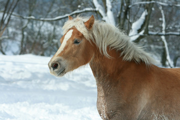 Beautiful haflinger with long mane running in the snow