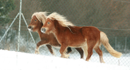 Two gorgeous ponnies with long mane running in winter