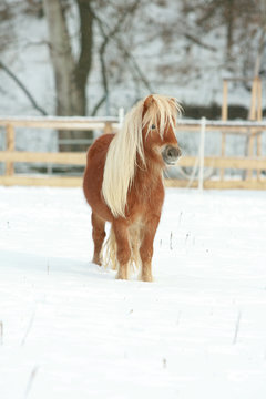 Beautiful chestnut pony with long mane in winter