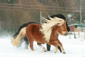 Two gorgeous ponnies with long mane running in winter