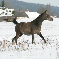 Beautiful arabian horse running in winter