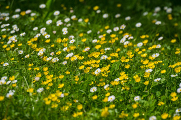 Obraz premium meadow flowers
