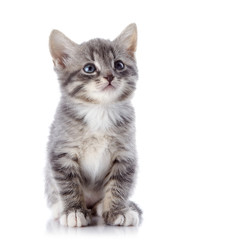 The gray striped kitten - obrazy, fototapety, plakaty