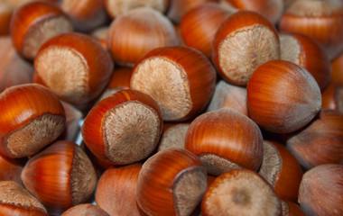 Filbert who grew up in a tree in the south of Russia.