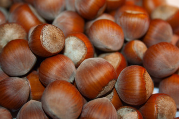 Hazelnut/Filbert who grew up in a tree in the south of Russia.