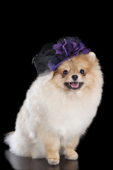 Pomeranian in a hat