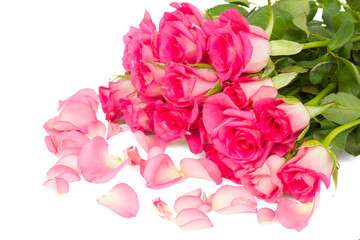 tender pink  roses bouquet with petals