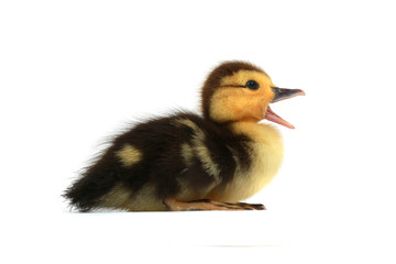 duck