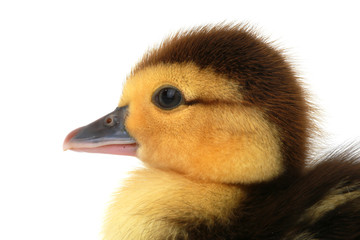 duck