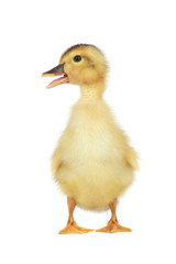 duck