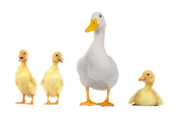 duck