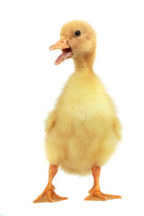duck