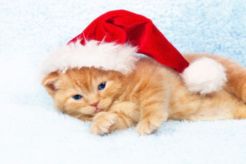 Little kitten wearing Santa's relaxing on a blanket