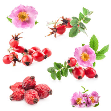 Rose hips (Rosa canina) flowers and fruits isolated on white