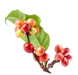 Rolgordijnen Coffee beans on a branch of coffee tree © msk.nina