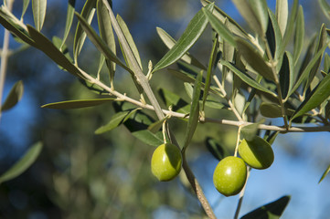 Olives on olive tree in autumn. Season nature image