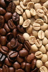 coffee beans fresh and toasted