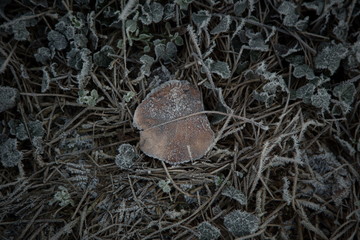 frozen leaf and grass during winter time