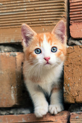 Adorable orange-white kitten with blue eyes