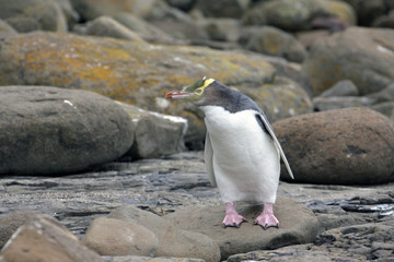 Yellow eyed penguin © Rochu_2008