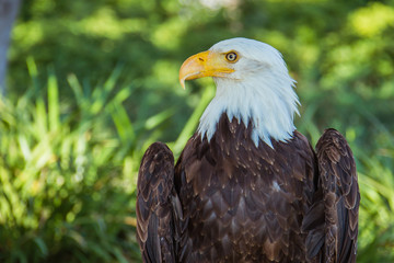 American eagle