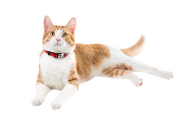 Ginger cat in a red collar lying on a white background