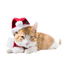 Ginger cat in a Christmas hat and scarf