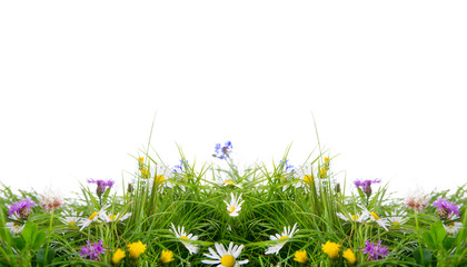 Obraz premium freisteller łąka kwiat