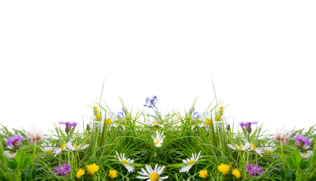 blumenwiese freisteller