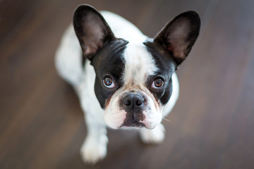 Fototapeta premium French bulldog sitting on the floor
