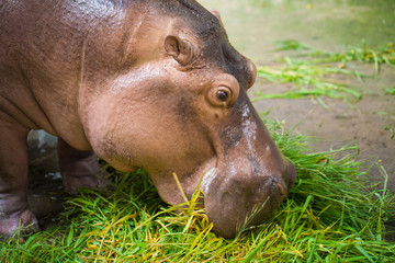 Hippopotamus eating green grass from feeder