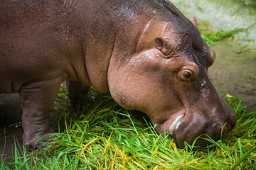 Hippopotamus eating green grass