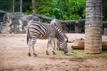 Fototapeta na wymiar zebra ssak roślinożerny z afrykańskiej sawanny