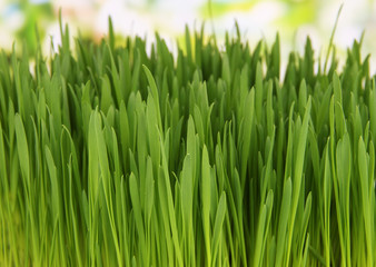 Fototapeta na wymiar Green grass with fertile soil closeup