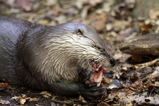 Loutre