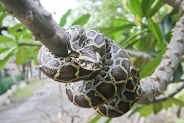 Python