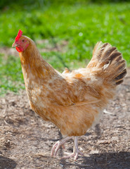 Summer chicken