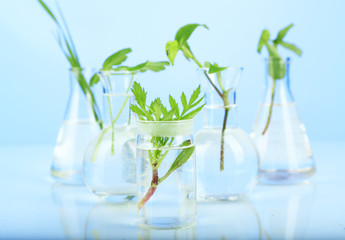 Plants in test tubes, on color background