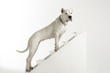 Large white dog breed Argentina