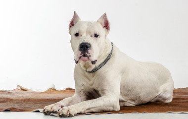 Obraz premium Argentine pedigree dog lying on a skin