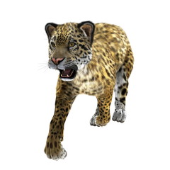 Fototapeta premium ヒョウ