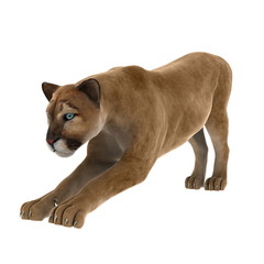 Obraz premium ピューマ