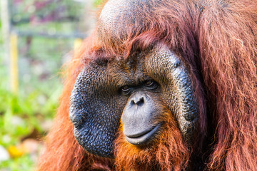 orangutan in chiangmai zoo chiangmai Thailand