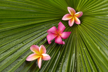 three plumeria and palm leaf background