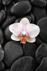 Obraz na płótnie Canvas beautiful white orchid on pebbles