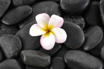 Fototapeta na wymiar Spa concept with frangipani on black stones
